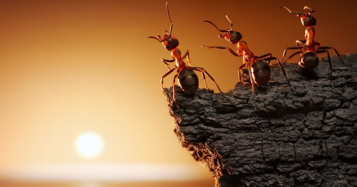 Parasite Turns Hapless Ants Into Zombies At Sunrise And Sunset.image Optimisation0 